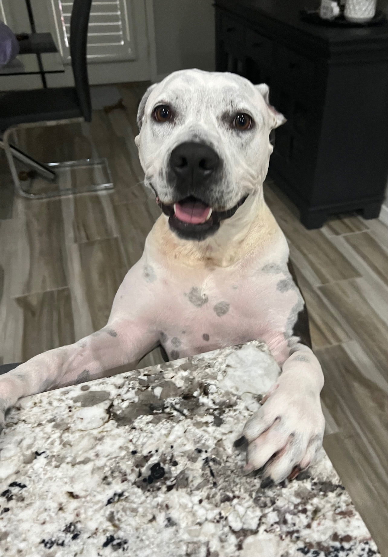 Taffy, an adoptable Pit Bull Terrier in Phoenix, AZ, 85017 | Photo Image 2