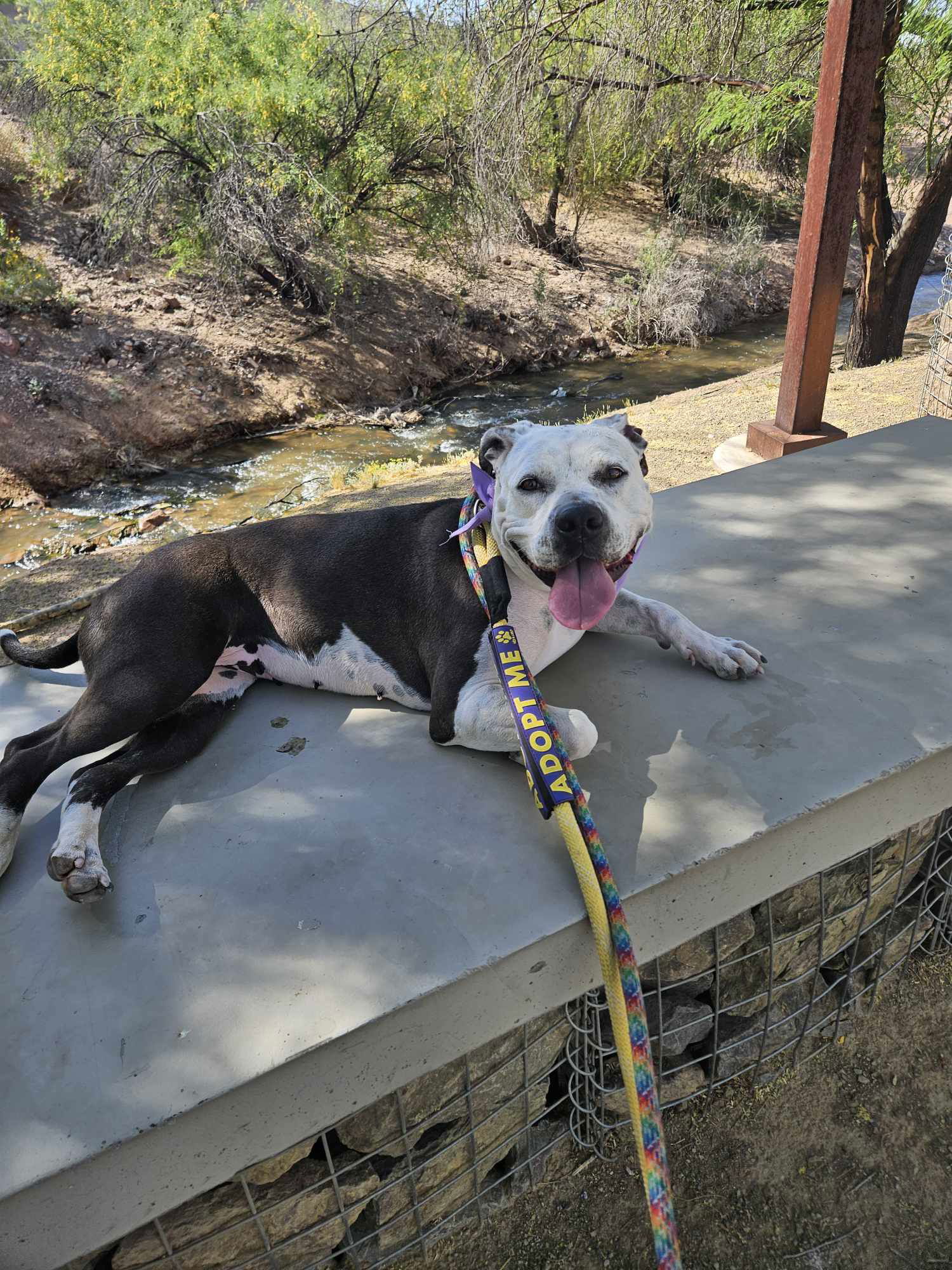 Taffy, an adoptable Pit Bull Terrier in Phoenix, AZ, 85017 | Photo Image 3