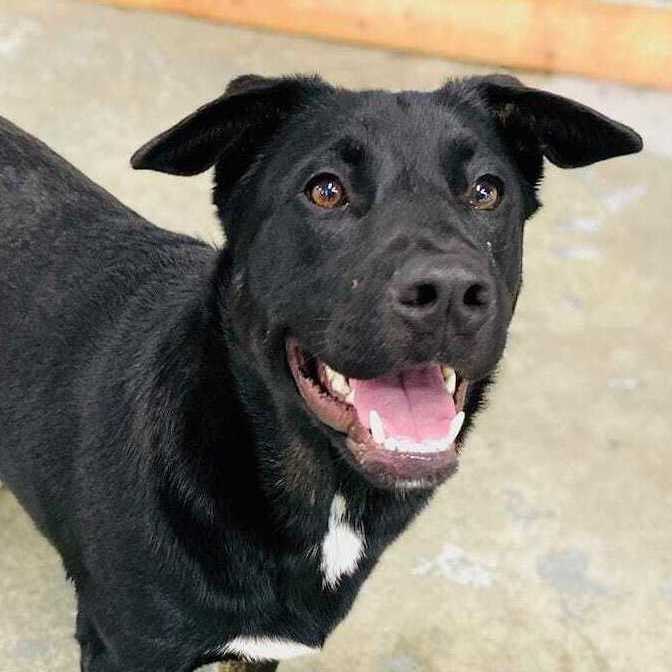 Black lab store and akita mix