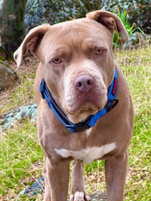 Tank is a sweet and affectionate 70lb handsome fella His original owner kept him outdoors on a cha