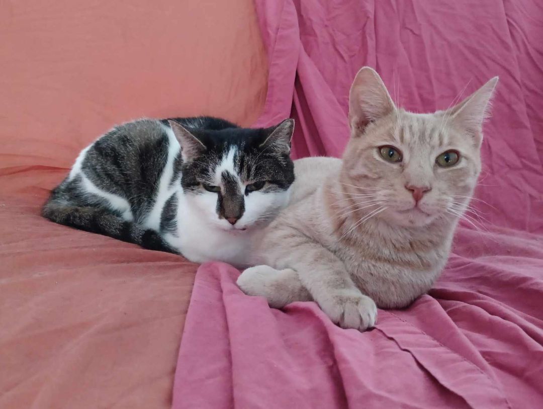 Matilda & Alexander, an adoptable Tabby in Queensbury, NY, 12804 | Photo Image 1