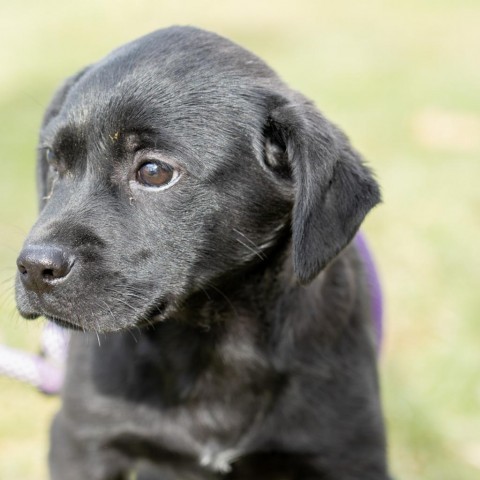 Astor, an adoptable Labrador Retriever & Shepherd Mix in Patterson, NY_image-1