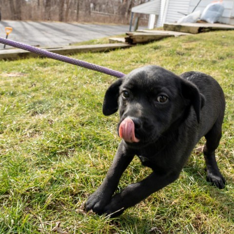 Astor, an adoptable Labrador Retriever & Shepherd Mix in Patterson, NY_image-3