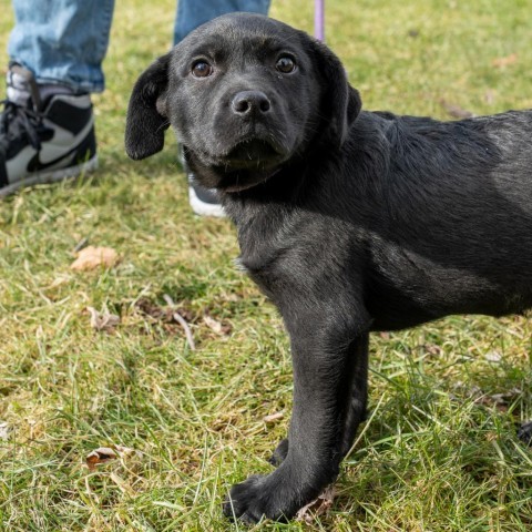 Astor, an adoptable Labrador Retriever & Shepherd Mix in Patterson, NY_image-5
