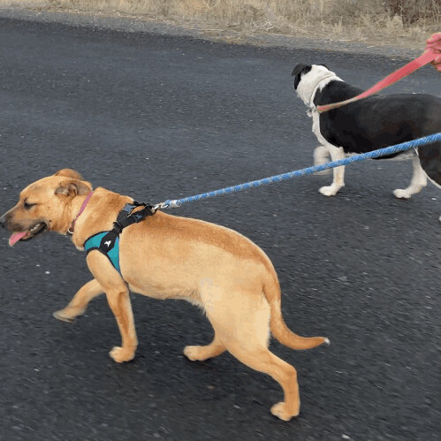 Rose, an adoptable Black Mouth Cur, Labrador Retriever in Ephrata, WA, 98823 | Photo Image 2