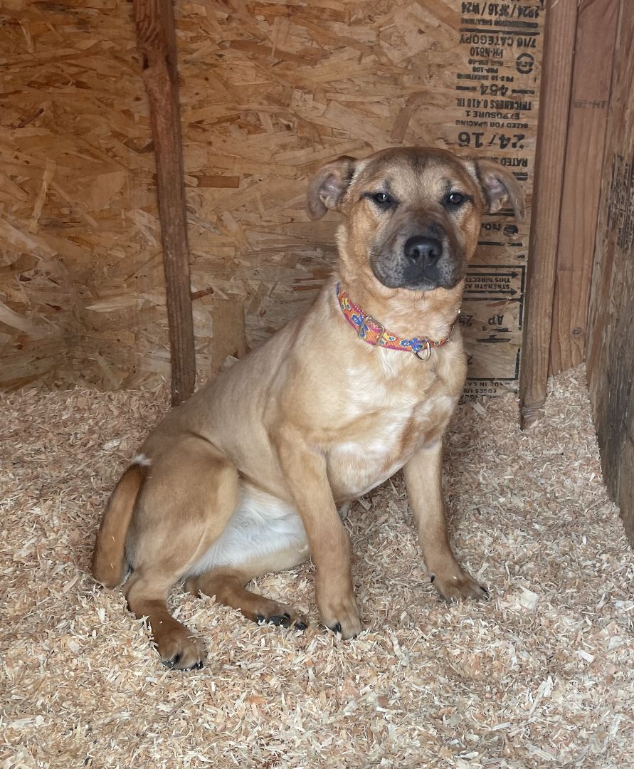 Rose, an adoptable Black Mouth Cur, Labrador Retriever in Ephrata, WA, 98823 | Photo Image 3
