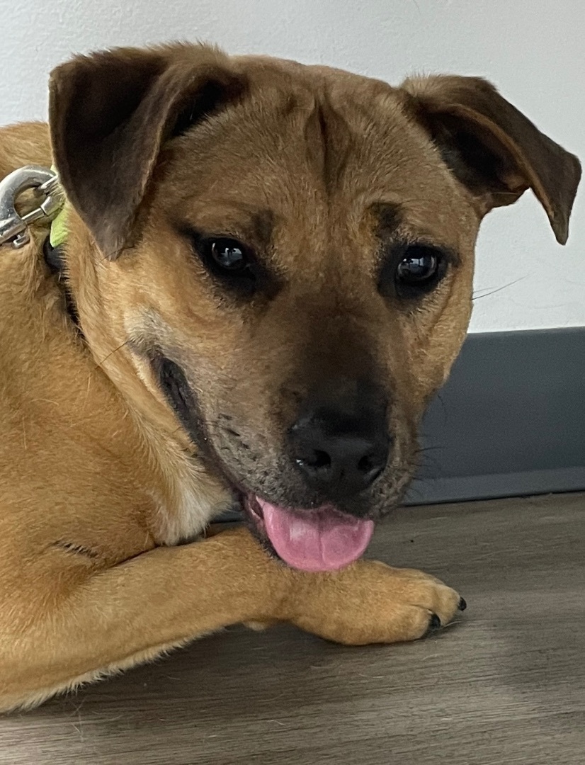 Rose, an adoptable Black Mouth Cur, Labrador Retriever in Ephrata, WA, 98823 | Photo Image 4