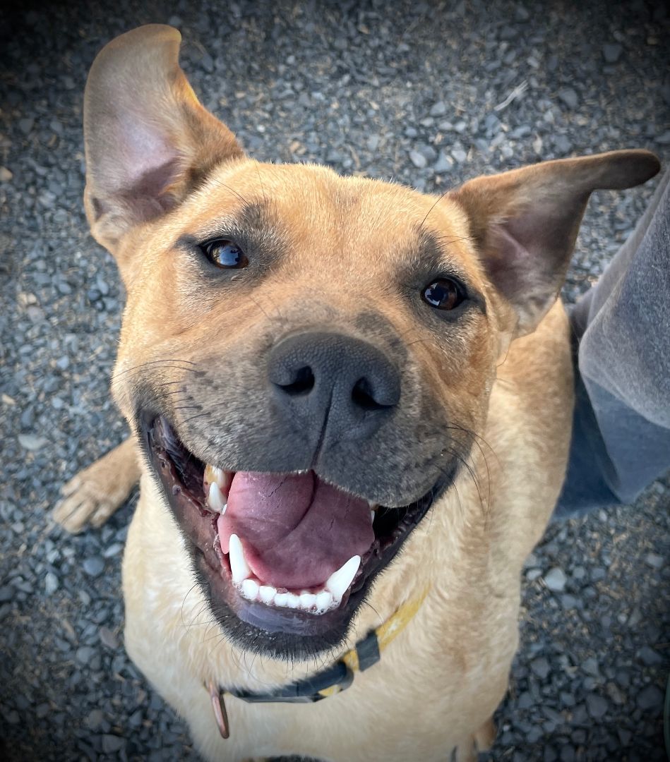 Rose, an adoptable Black Mouth Cur, Labrador Retriever in Ephrata, WA, 98823 | Photo Image 1