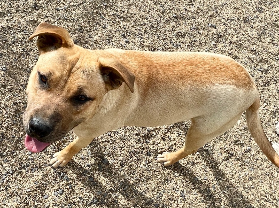 Rose, an adoptable Black Mouth Cur, Labrador Retriever in Ephrata, WA, 98823 | Photo Image 6