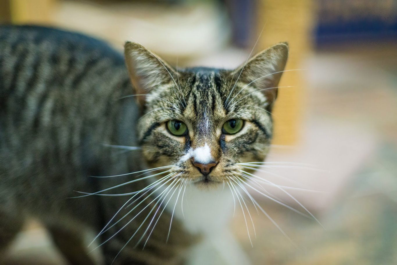 Cat for adoption Sir Loin, a Domestic Short Hair in Stafford, VA