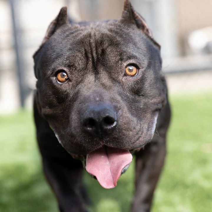 Gusty, an adoptable American Staffordshire Terrier Mix in Naperville, IL_image-2