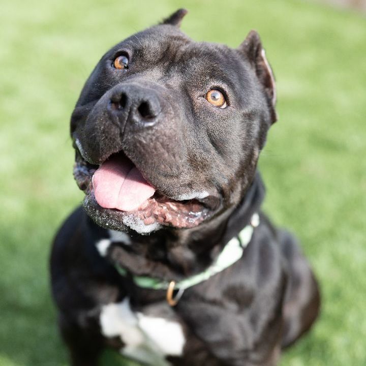 Gusty, an adoptable American Staffordshire Terrier Mix in Naperville, IL_image-1