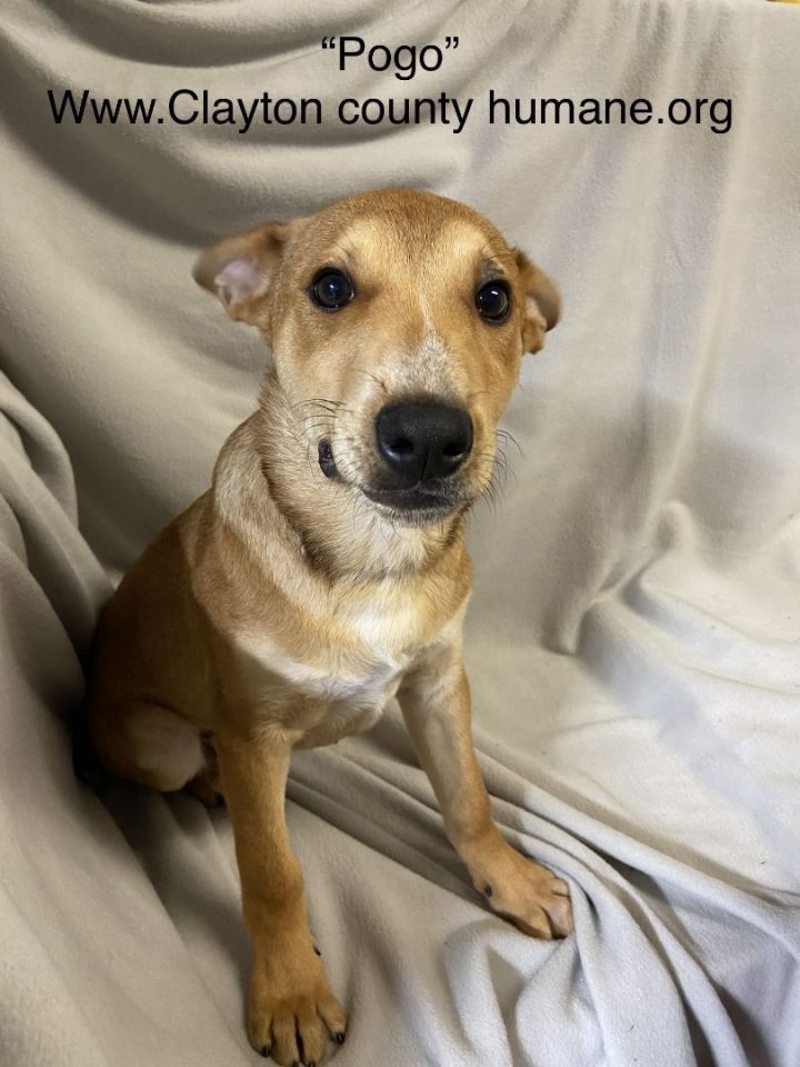 Pogo, an adoptable Jack Russell Terrier Mix in Jonesboro, GA_image-1