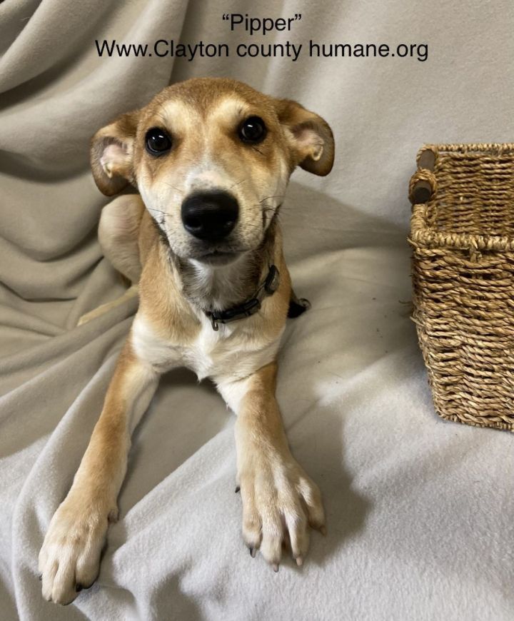 Piper , an adoptable Jack Russell Terrier Mix in Jonesboro, GA_image-1