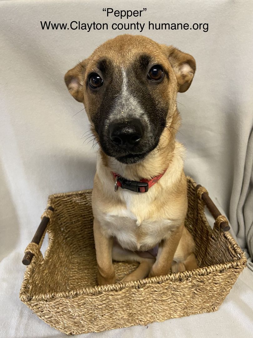 Dog for adoption Pepper, a Jack Russell Terrier Mix in Jonesboro, GA
