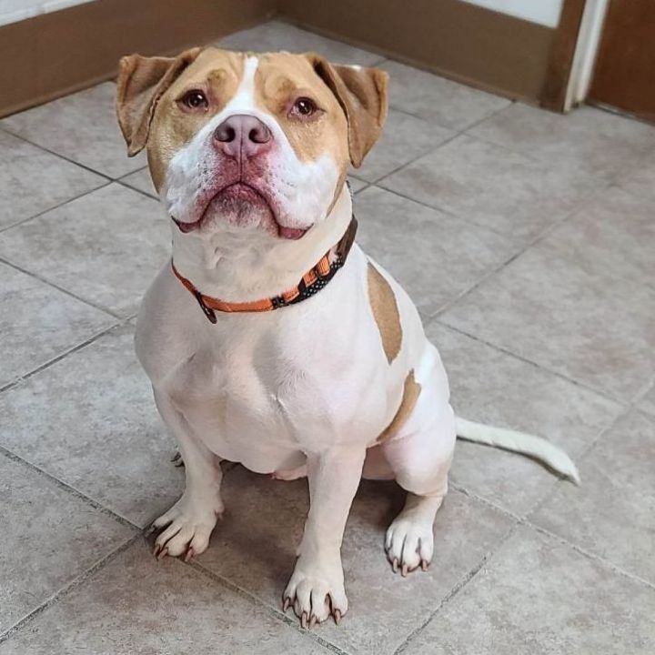 Goober - $25 “Change Their Luck” adoption fee until March 31 Adoption Pending, an adopted American Bully Mix in Waterloo, IA_image-2