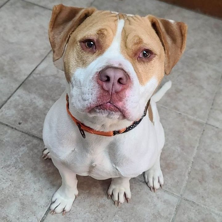 Goober - $25 “Change Their Luck” adoption fee until March 31 Adoption Pending, an adopted American Bully Mix in Waterloo, IA_image-3
