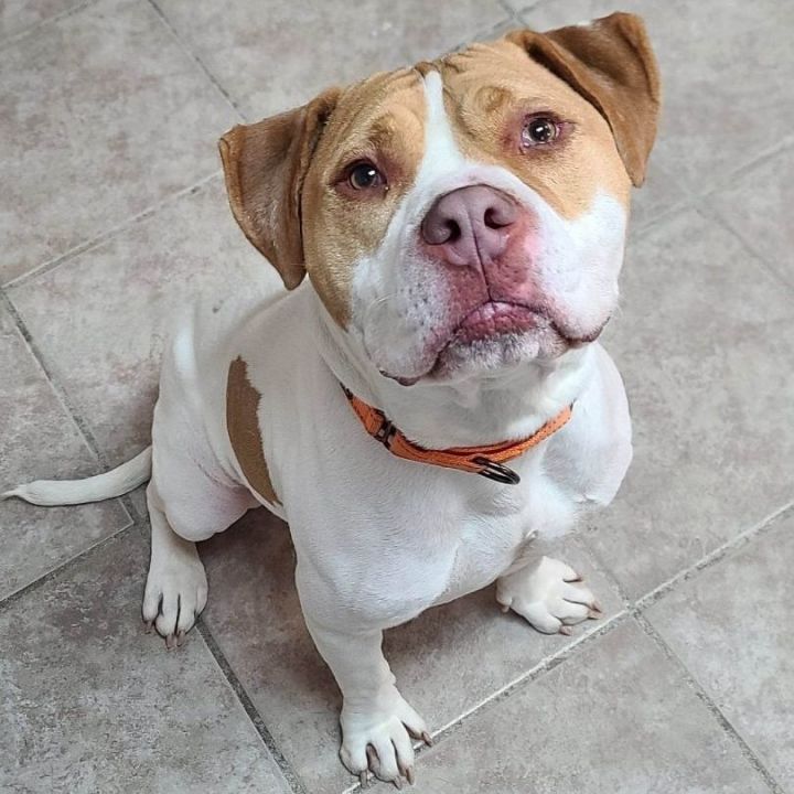Goober - $25 “Change Their Luck” adoption fee until March 31 Adoption Pending, an adopted American Bully Mix in Waterloo, IA_image-1