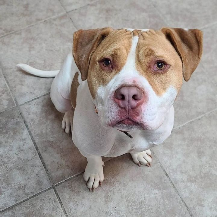Goober - $25 “Change Their Luck” adoption fee until March 31 Adoption Pending, an adopted American Bully Mix in Waterloo, IA_image-5