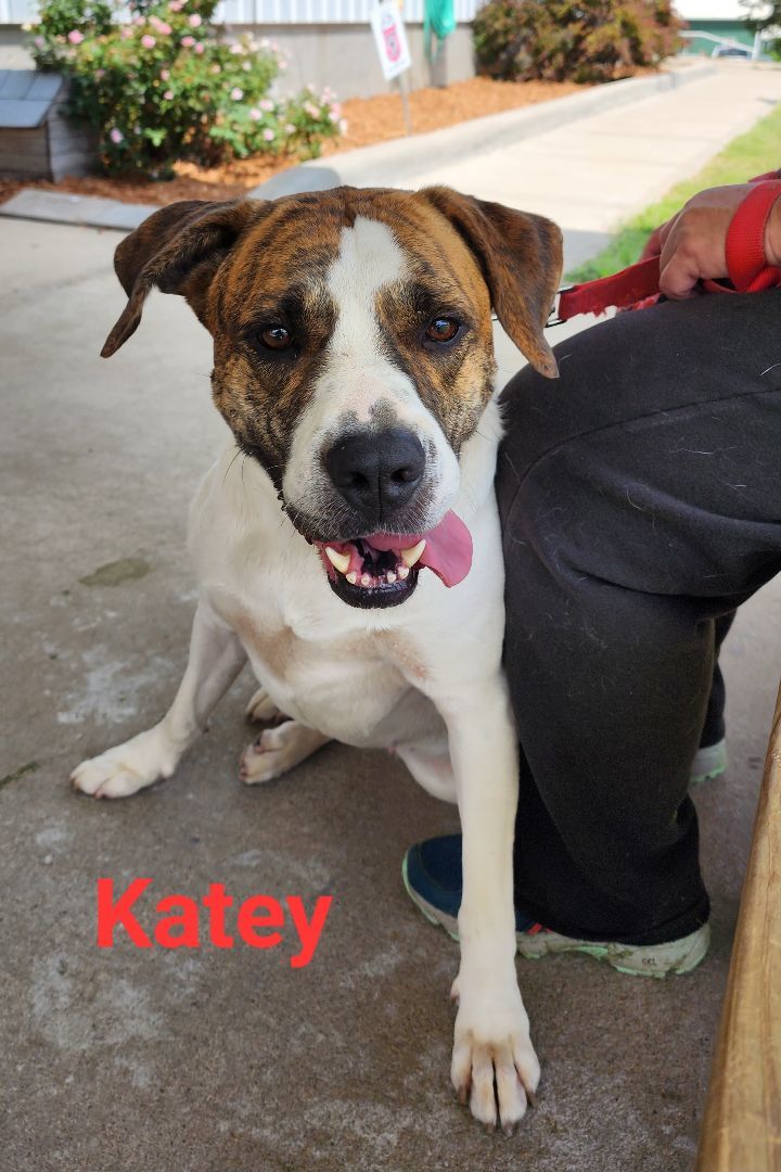 Katey, an adoptable American Bulldog in Clinton, MO, 64735 | Photo Image 1