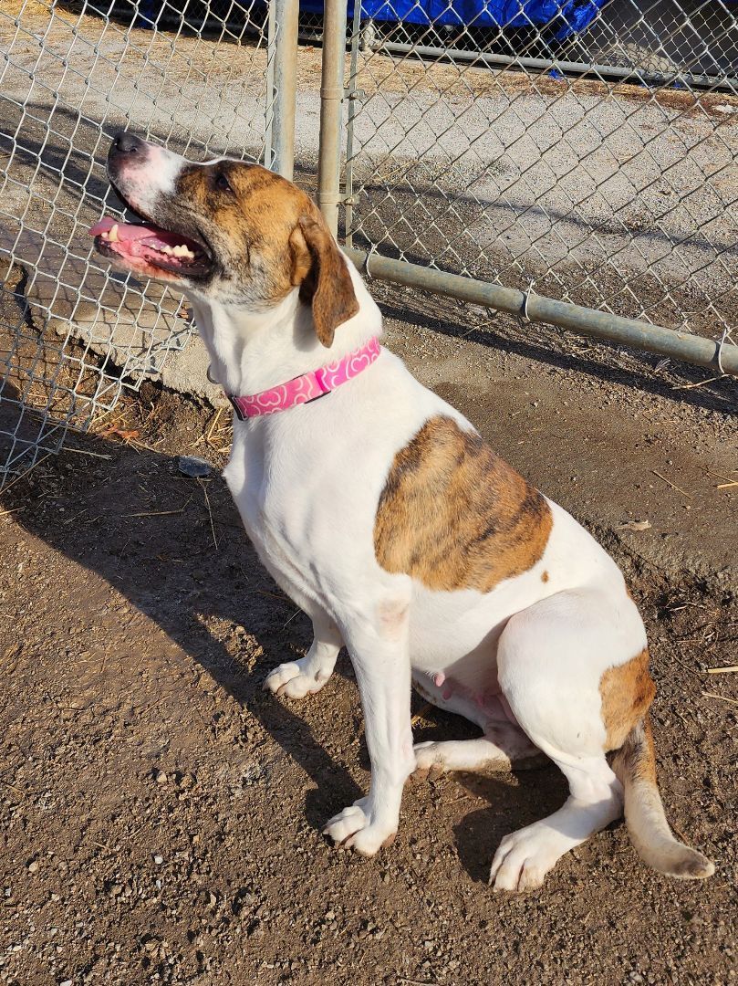Katey, an adoptable American Bulldog in Clinton, MO, 64735 | Photo Image 2