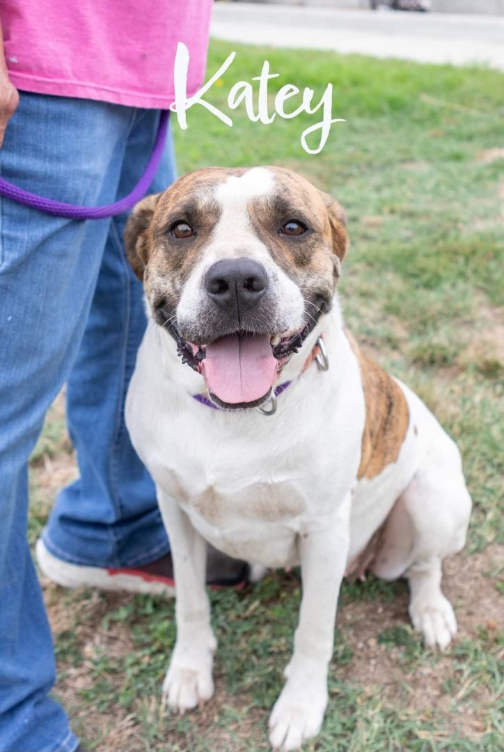 Katey, an adoptable American Bulldog in Clinton, MO, 64735 | Photo Image 3
