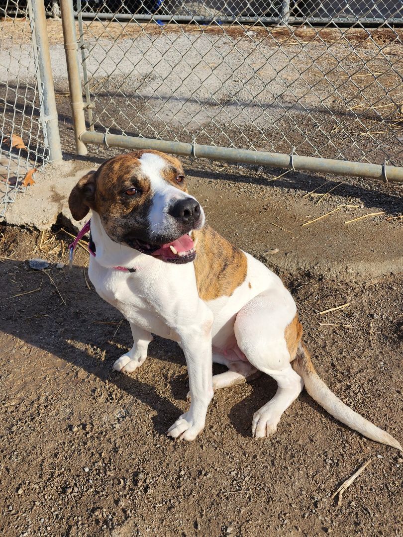 Katey, an adoptable American Bulldog in Clinton, MO, 64735 | Photo Image 4