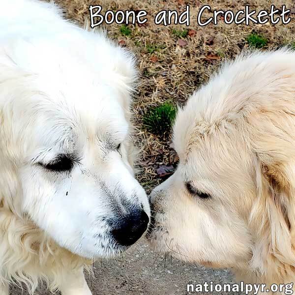 what is a bonded pair of dogs