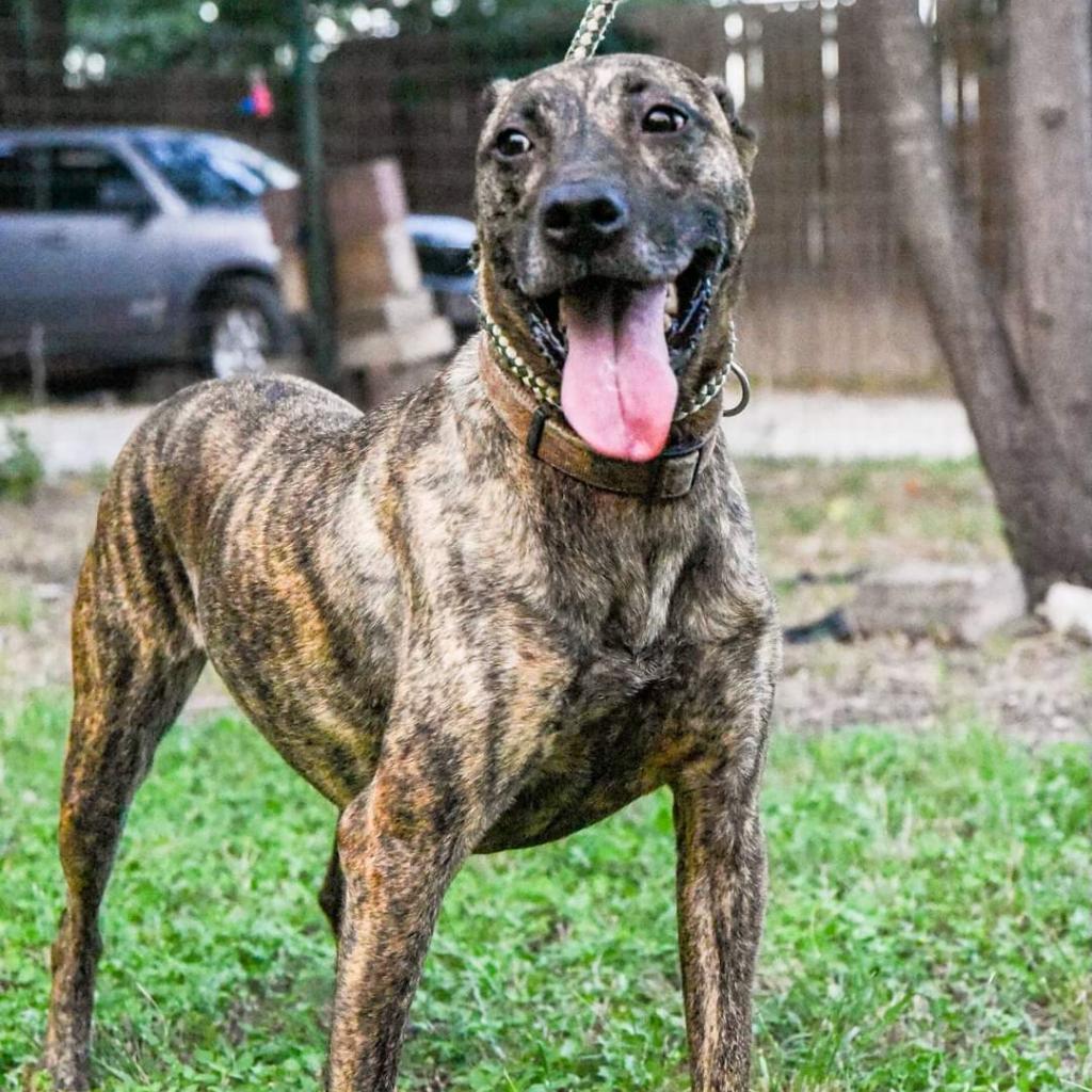 Cora, an adoptable Terrier in San Antonio, TX, 78253 | Photo Image 2