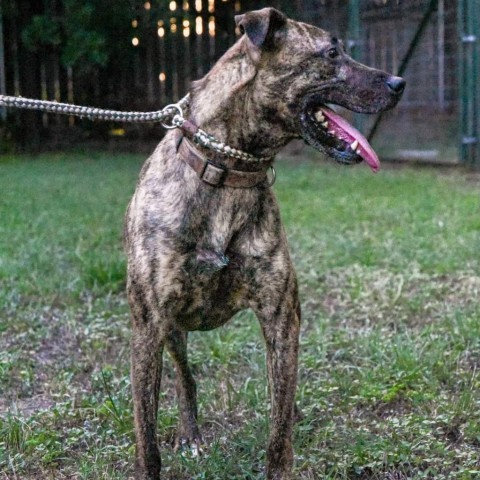 Cora, an adoptable Terrier in San Antonio, TX, 78253 | Photo Image 3