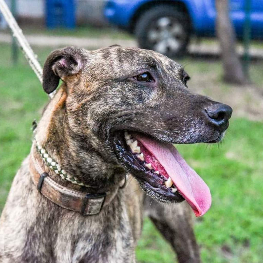 Cora, an adoptable Terrier in San Antonio, TX, 78253 | Photo Image 3