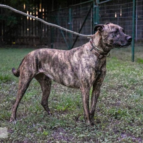 Cora, an adoptable Terrier in San Antonio, TX, 78253 | Photo Image 4