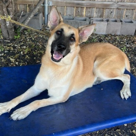 Patty, an adoptable German Shepherd Dog, Shepherd in San Antonio, TX, 78253 | Photo Image 1