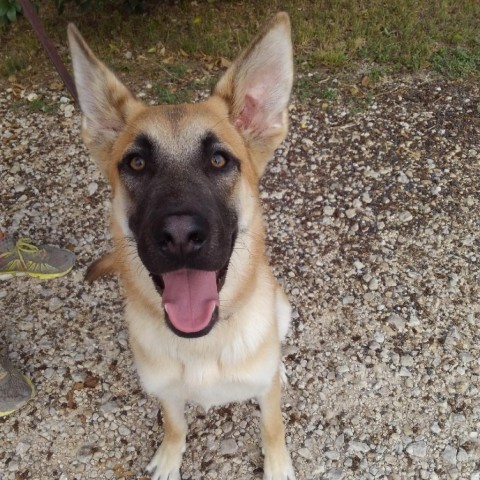 Patty, an adoptable German Shepherd Dog, Shepherd in San Antonio, TX, 78253 | Photo Image 2