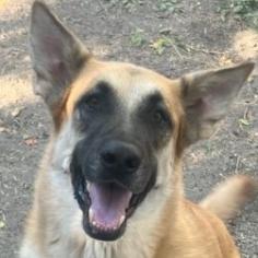 Patty, an adoptable German Shepherd Dog, Shepherd in San Antonio, TX, 78253 | Photo Image 3