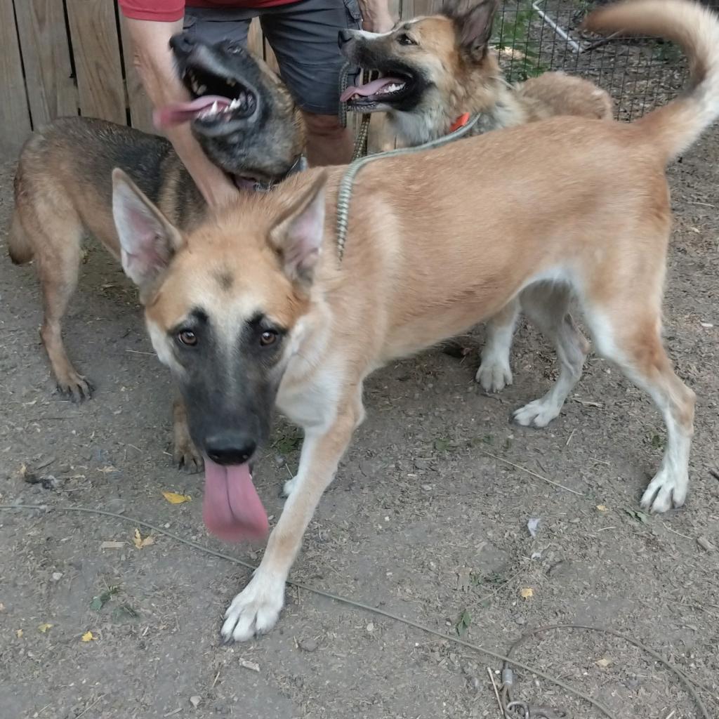 Patty, an adoptable German Shepherd Dog, Shepherd in San Antonio, TX, 78253 | Photo Image 4