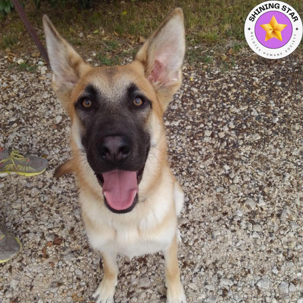 Patty, an adoptable German Shepherd Dog, Shepherd in San Antonio, TX, 78253 | Photo Image 5