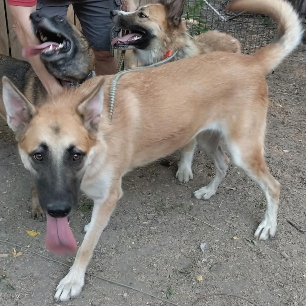 Patty, an adoptable German Shepherd Dog, Shepherd in San Antonio, TX, 78253 | Photo Image 6