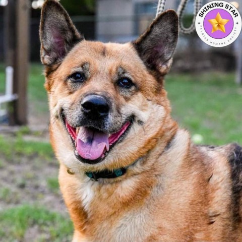 Milla, an adoptable Shepherd, Chow Chow in San Antonio, TX, 78253 | Photo Image 1