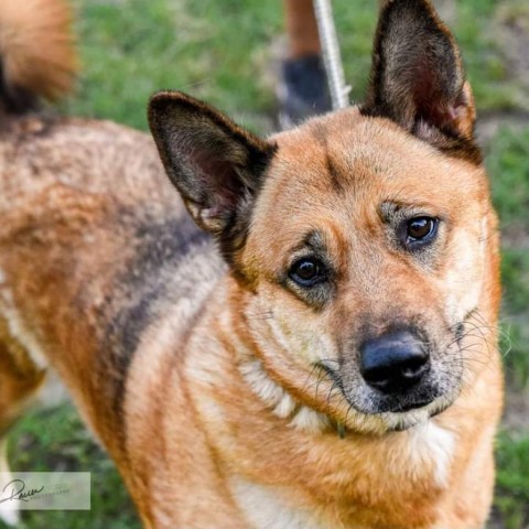 Milla, an adoptable Shepherd, Chow Chow in San Antonio, TX, 78253 | Photo Image 2