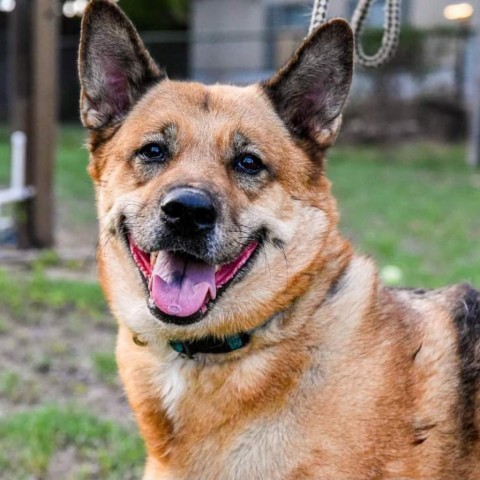 Milla, an adoptable Shepherd, Chow Chow in San Antonio, TX, 78253 | Photo Image 3