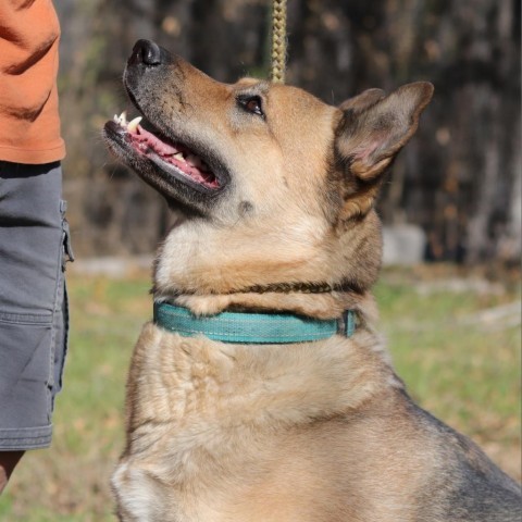 Milla, an adoptable Shepherd, Chow Chow in San Antonio, TX, 78253 | Photo Image 4