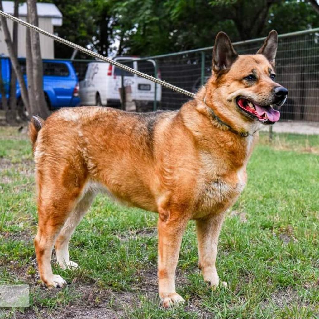 Milla, an adoptable Shepherd, Chow Chow in San Antonio, TX, 78253 | Photo Image 4
