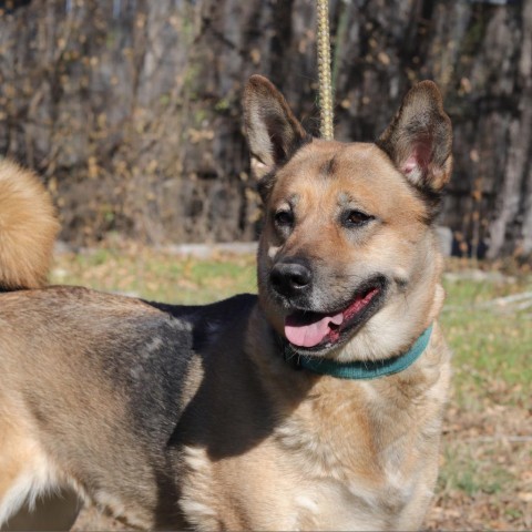 Milla, an adoptable Shepherd, Chow Chow in San Antonio, TX, 78253 | Photo Image 5