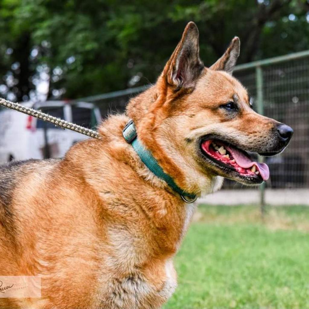 Milla, an adoptable Shepherd, Chow Chow in San Antonio, TX, 78253 | Photo Image 5
