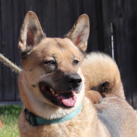 Milla, an adoptable Shepherd, Chow Chow in San Antonio, TX, 78253 | Photo Image 6