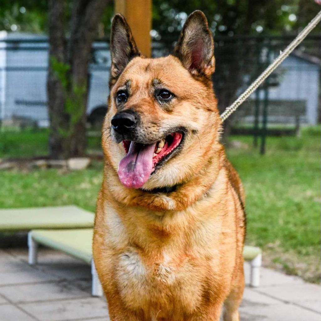 Milla, an adoptable Shepherd, Chow Chow in San Antonio, TX, 78253 | Photo Image 6
