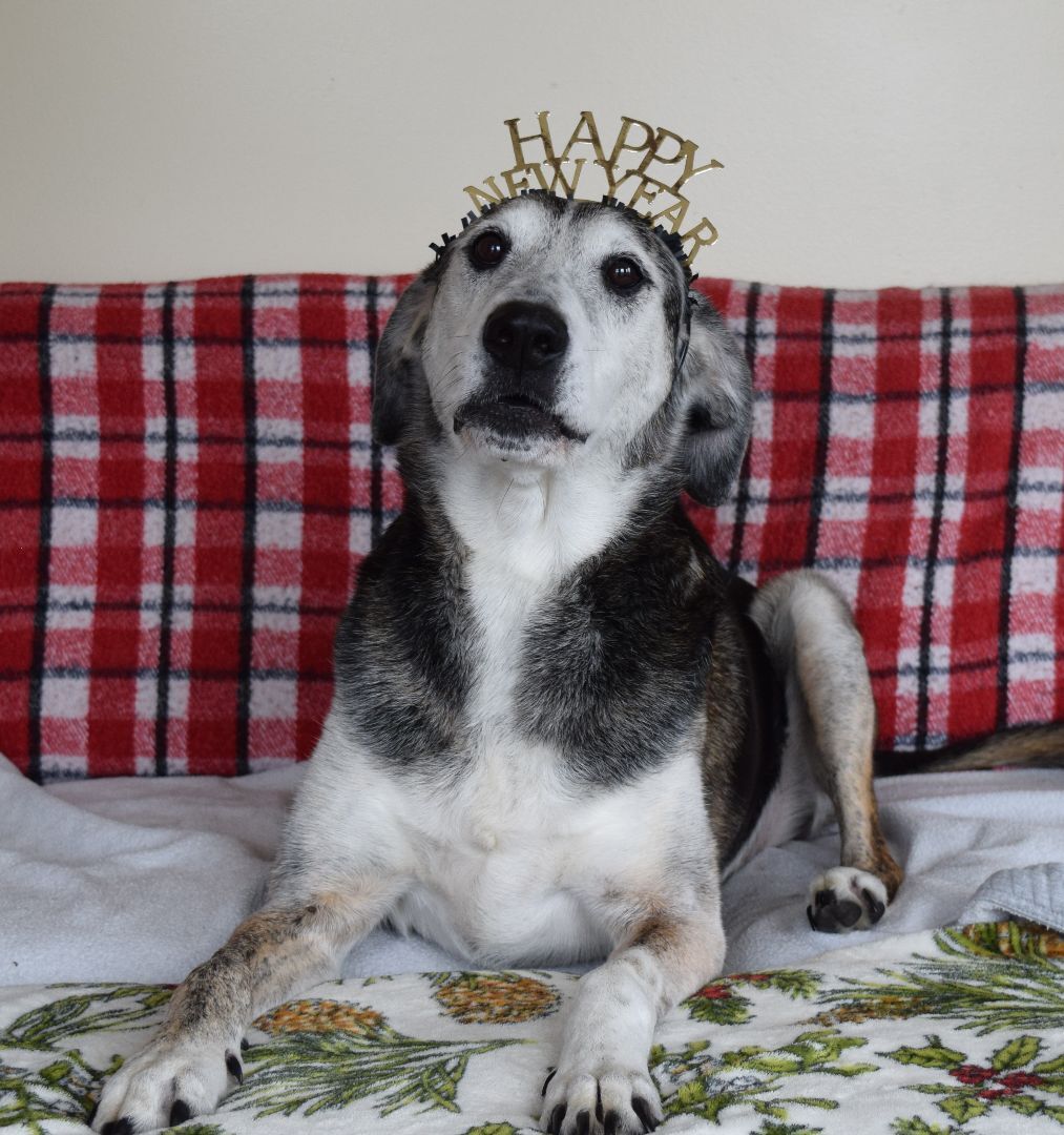 Sam, an adoptable Hound in Rosalia, KS, 67132 | Photo Image 1