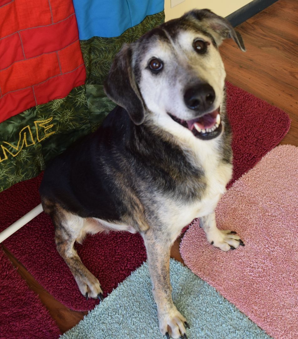Sam, an adoptable Hound in Rosalia, KS, 67132 | Photo Image 2
