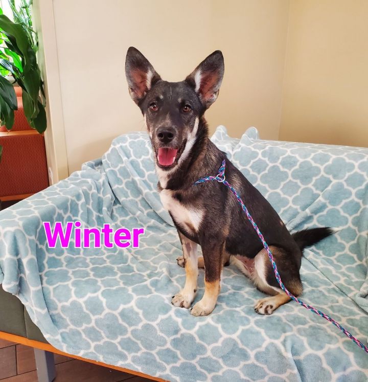 Winter, an adoptable Husky & Shepherd Mix in Naperville, IL_image-2